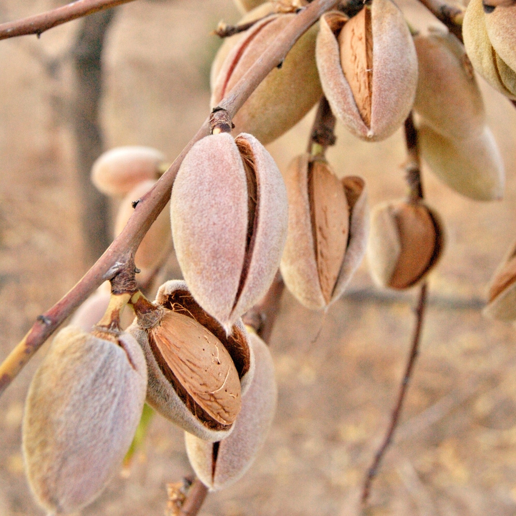Proč jsou oleje základem účinné kosmetiky?