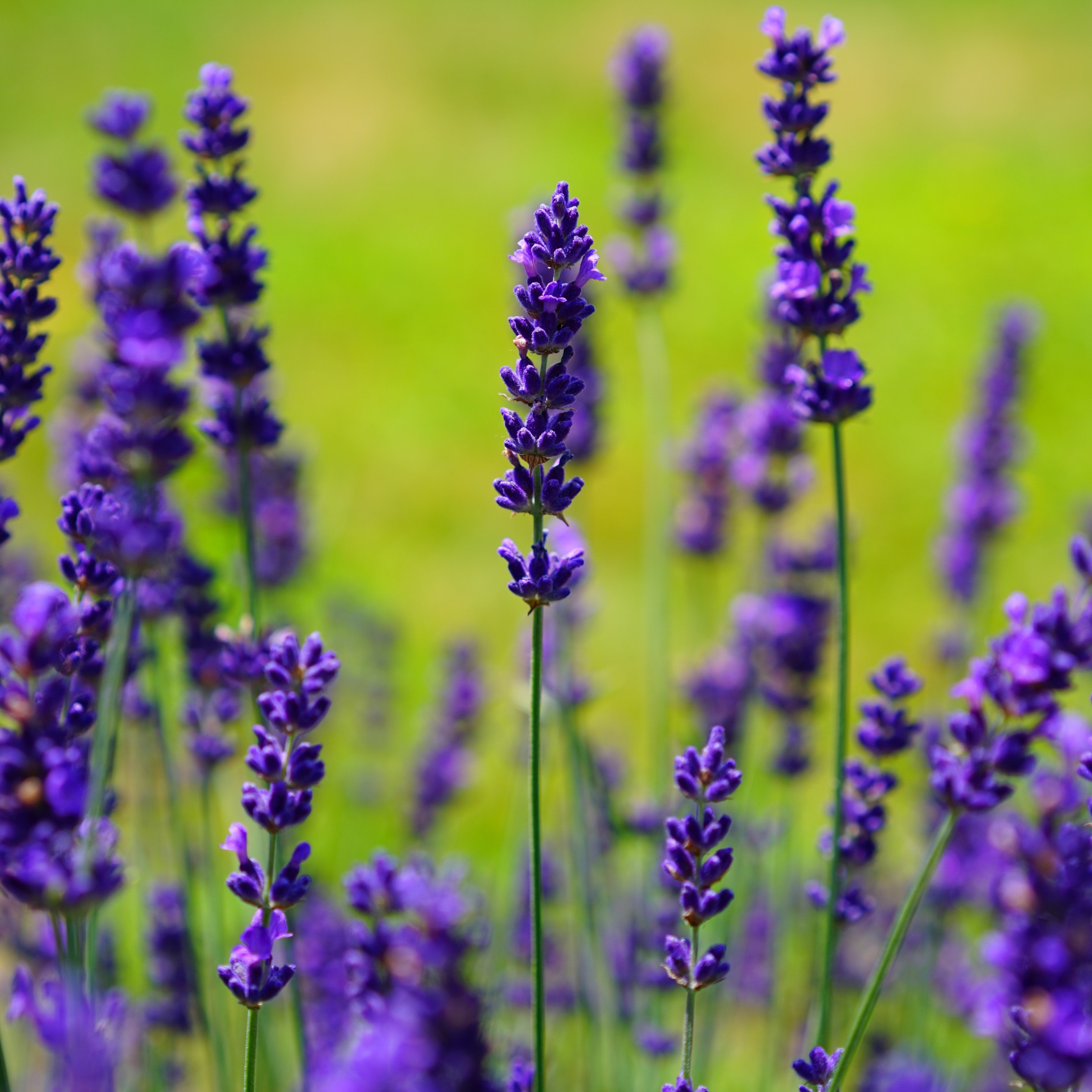 Přírodní vs. syntetické složení přípravků