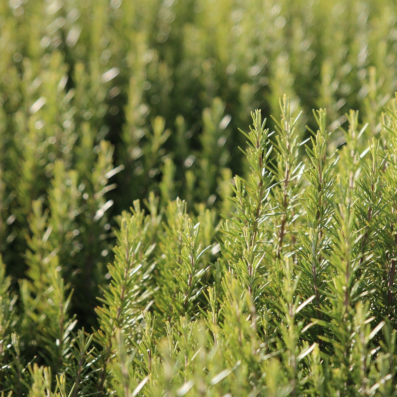 Proč používat kosmetiku s obsahem rozmarýnu?