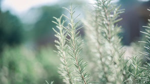 Rosemary MARK